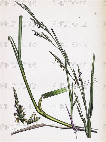 Glyceria eu-fluitans; Floating Meadow-grass