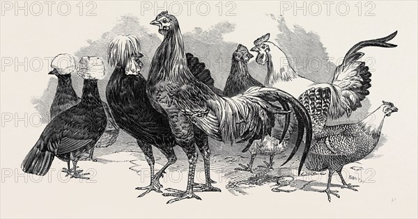 POLISH FOWLS, FIRST PRIZE: MR. TYLER, FOWLS FROM CHINA, FIRST PRIZE: MR. BAKER, SILVER-SPANGLED FOWLS, FIRST PRIZE: JOHN WHYTE, ESQ.