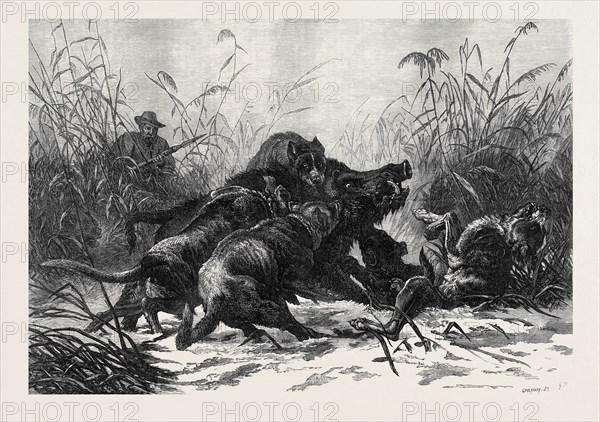 "A BOAR HUNT," BY C.F. DEIKER