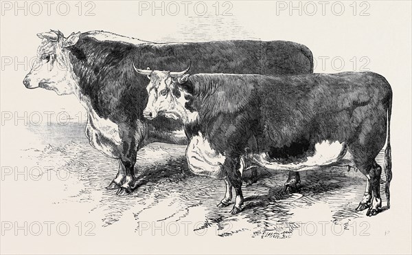 MEETING OF THE ROYAL AGRICULTURAL SOCIETY AT SALISBURY: HEREFORDS, NO. 111, FIRST PRIZE BULL, Ã‚Â£30, MR. EDWARD WILLIAMS (LEFT), NO. 136, FIRST PRIZE COW, Ã‚Â£20, LORD BERWICK (RIGHT)