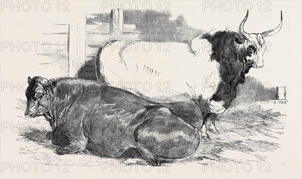 SCOTCH POLLED, CLASS 1, FIRST PRIZE, Ã‚Â£10; PURE ITALIAN BULL; PRIZE CATTLE SHOW AT THE ROYAL AGRICULTURAL SOCIETY'S SHOW, AT WINDSOR