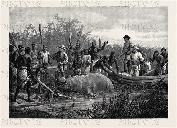 HIPPOPOTAMUS HUNTING IN ANGOLA, WEST AFRICA, 1880