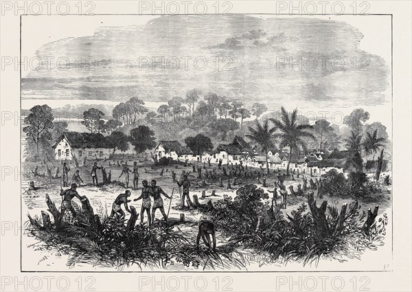 THE ASHANTEE WAR: THE BATTLE-FIELD OF ABRAKRAMPA, 1874