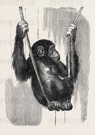 CHIMPANZEE, IN THE GARDENS OF THE ZOOLOGICAL SOCIETY