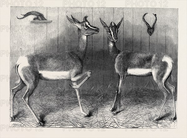 ANTELOPES FROM SOUDAN IN THE GARDENS OF THE ZOOLOGICAL SOCIETY, LONDON, UK