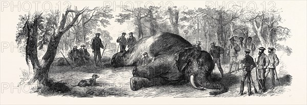 MEASURING THE ELEPHANT KILLED BY THE DUKE OF EDINBURGH, 1867