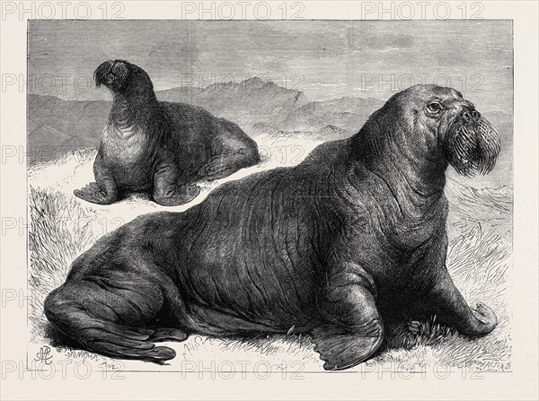 THE WALRUS, RECENTLY ADDED TO THE COLLECTION OF THE ZOOLOGICAL SOCIETY IN REGENT'S PARK, LONDON, UK, 1867