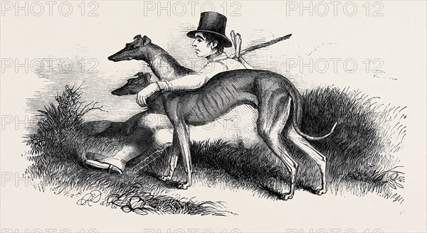 COURSING, GREYHOUNDS.