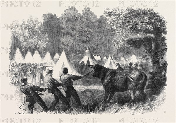 THE WAR IN AMERICA: QUARTERMASTER'S DEPARTMENT, KILLING BULLOCKS IN THE FEDERAL CAMP, VIRGINIA