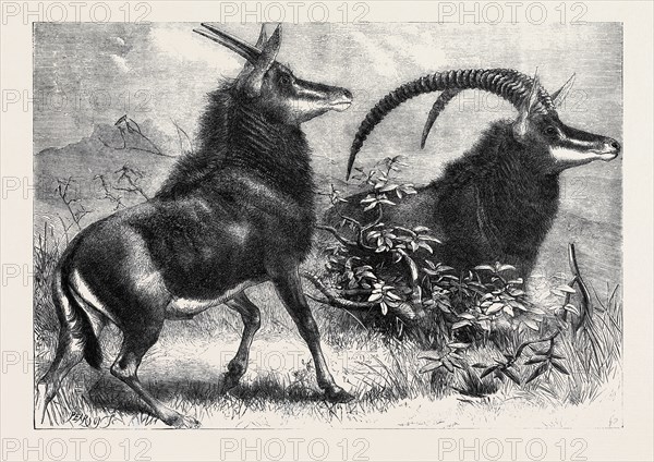 SABLE ANTELOPE FROM SOUTHERN AFRICA, RECENTLY ADDED TO THE ZOOLOGICAL SOCIETY'S GARDENS, REGENT'S PARK