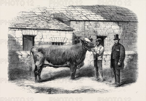 CAPTAIN GUNTER'S DUCHESS 77TH, FIRST PRIZE COW AT THE ROYAL AGRICULTURAL SOCIETY'S SHOW AT LEEDS