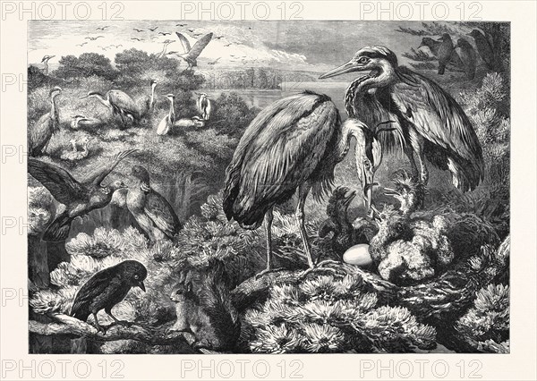 THE HERONRY AT DIDLINGTON PARK, NORFOLK, 1868