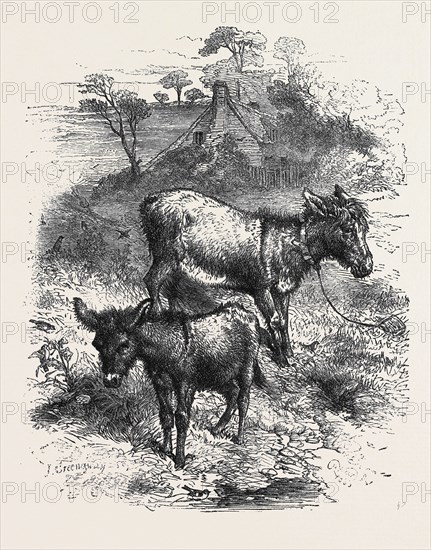 "THE POETRY OF NATURE," SELECTED AND ILLUSTRATED BY HARRISON WEIR: THE YOUNG ASS