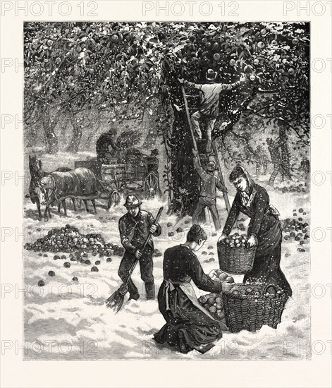 THE GREAT OCTOBER STORM, FARMERS HASTILY GATHERING THEIR APPLES IN THE FACE OF THE SNOW-STORM IN WESTERN NEW YORK, OCTOBER 19TH