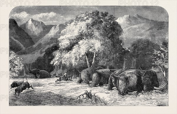MR. GORDON CUMMING'S LECTURE, RIDING OUT THE BEST IVORY ELEPHANT, SHOOTING FROM THE SADDLE, PAINTED BY HARRISON WEIR