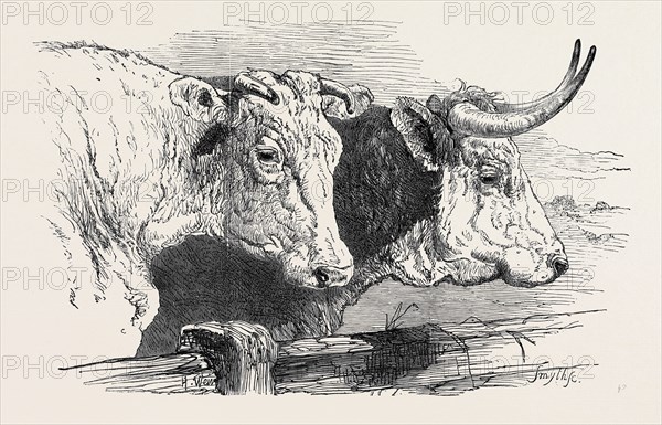 SMITHFIELD CLUB PRIZE CATTLE SHOW: SHORT HORNS, CLASS 12, 1st PRIZE of Ã‚Â£20, WITH GOLD AND SILVER MEDALS, TO MR. HENRY AMBLER; HEREFORDS, CLASS 6, 1st PRIZE OF Ã‚Â£25, AND SILVER MEDAL, TO MR. WILLIAM HEATH
