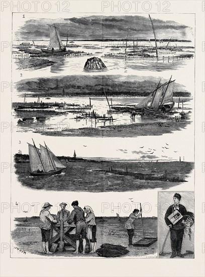 OYSTER CULTURE AT ARCACHNON: 1. The Oyster "Parc" at Half Low Tide, Showing the Tops of the Enclosures; 2. Low Tide, Gathering the Young Oysters; 3. The Oyster "Parcs " Looking Towards the Town; 4. Scraping the Tiles; 5. An Oyster Gatherer
