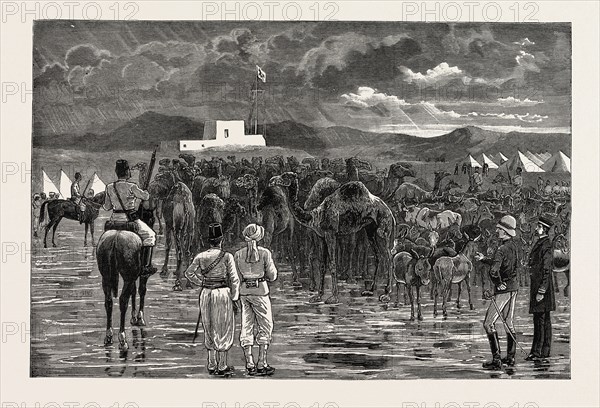 THE REBELLION IN THE SOUDAN - CAMELS AND CATTLE CAPTURED FROM HOSTILE TRIBES DURING A CAVALRY RECONNAISSANCE, AND DRIVEN INTO CAMP AT SUAKIM
