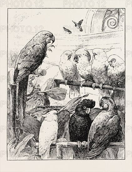 Mr. Stacy Marks's A SELECT COMMITTEE is unintentionally a satire upon the proceedings of many public bodies, in which cockatoos and macaws sustain prolonged debates to their own satisfaction but with little profit to the bystanders.