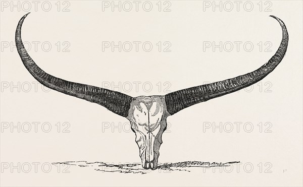 SKULL AND HORNS OF A WILD BUFFALO, SHOT IN CENTRAL ASSAM, 1854