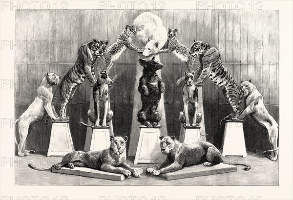 THE HAPPY FAMILY OF PERFORMING WILD BEASTS AT THE CRYSTAL PALACE, THE LIVING PYRAMID FORMED BY TWELVE ANIMALS