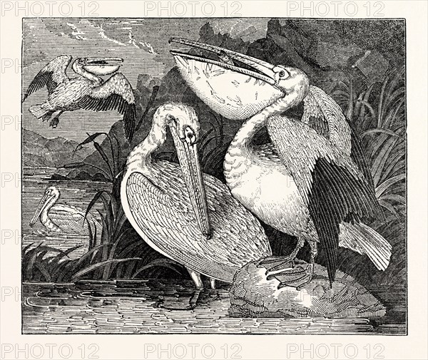 Pelicans, from Specimens in the Gardens of the Zoological Society