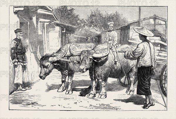 LIFE IN CHINA: A CHINESE BUFFALO CART