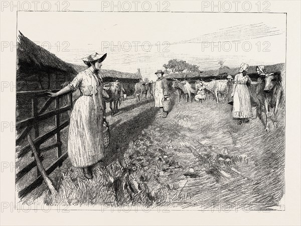 TESS OF THE D'URBERVILLES: "Tess in Dairyman Dick's yard"