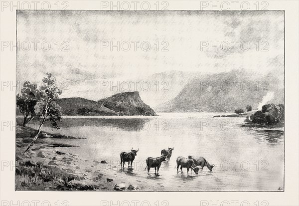 HIGHLAND CATTLE AMONG THE ISLANDS IN LOCH LOMOND