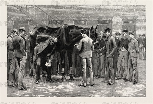 THE CENTENARY OF THE ROYAL VETERINARY COLLEGE, CAMDEN TOWN: STUDENTS AT WORK UNDER THE DIRECTION OF S PROFESSOR. FREE-PRACTICE; SOUNDING HIS LUNGS