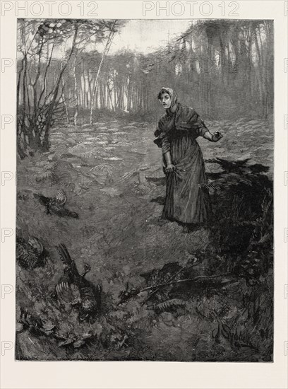 TESS OF THE D'URBERVILLES: "The plantation wherein she had taken shelter ran down at this spot into a peak, which ended it hitherward, outside the hedge being arable ground. Under the trees scores of pheasants lay about, their rich plumage dabbled with blood"