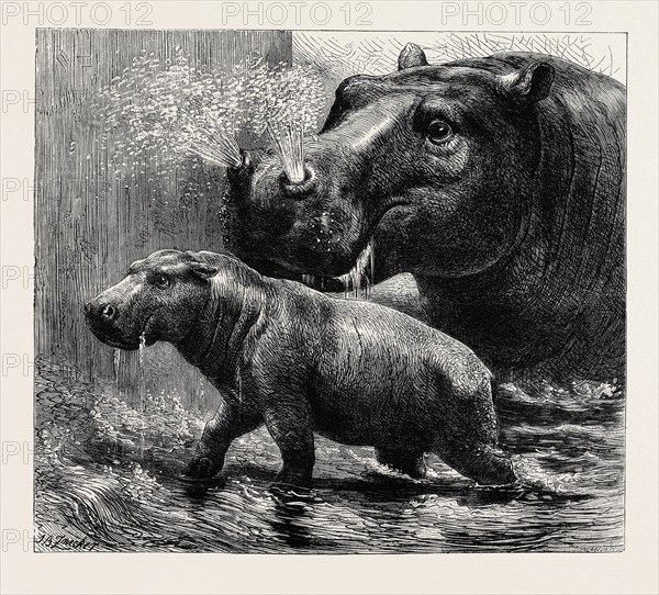 THE HIPPOPOTAMUS AND HER YOUNG ONE AT THE ZOOLOGICAL GARDENS