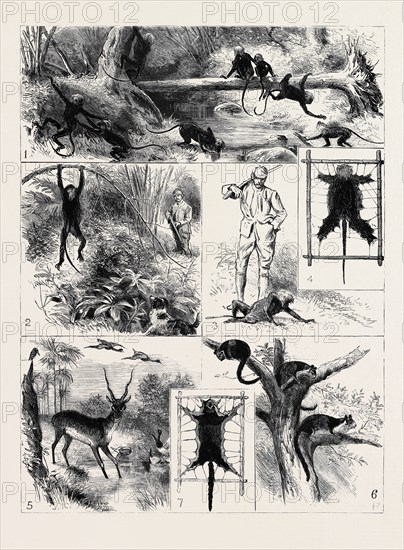 INDIA, SHOOTING EXCURSION IN MALABAR, MADRAS PRESIDENCY: 1. Black Monkeys: A Liquor-up Before Turning in; 2. "What for? Only his Skin."; 3. "Poor Devil! The Last I'll Shoot."; 4. A Pretty Skin; 5. "Drink, Pretty Creature, Drink."; 6. Rock Squirrels; 7. A Rock Squirrel's Skin