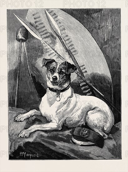 "TOTTIE," A REGIMENTAL PET