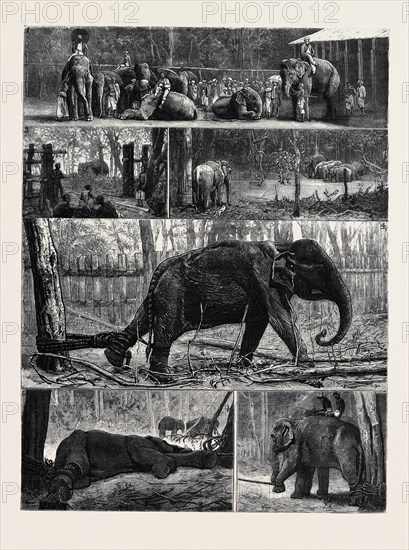 THE YOUNG PRINCES ON THEIR CRUISE; AT AN ELEPHANT KRAAL NEAR AWISAWELLA, CEYLON: 1. Tame Elephants from the Kraal; 2. Entrance to the Kraal; 3. Elephants Drinking; 4. A Captured Elephant; 5. A Captured Elephant Exhausted by Starvation; 6. A Pair of Captives