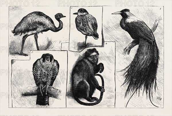 ANIMALS AT THE ZOOLOGICAL GARDENS: 1. The Red Bird of Paradise; 2. The Grey Plover; 3. Darwin's "Rhea"; 4. The Pluto Monkey; 5. The Juggur Falcon