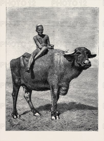 EGYPT: A BUFFALO AND HIS DRIVER