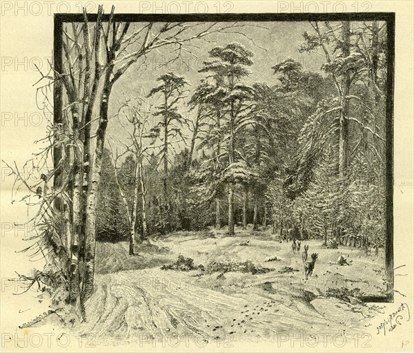 Woods, Austria, 1891