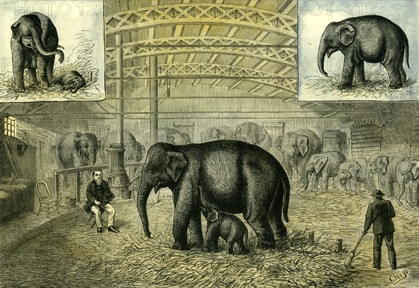 Philadelphia; U.S.A.; 1880; baby elephant; the first elephant born in captivity; United States; United States of America; America