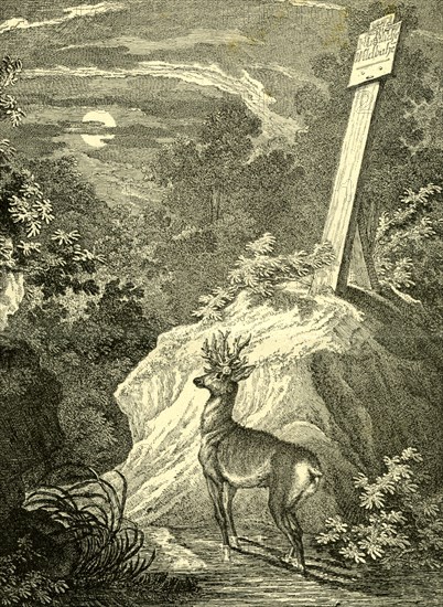 Stag, Austria, 1891