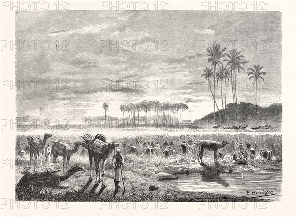 SUGAR-CANE HARVEST. Egypt, engraving 1879
