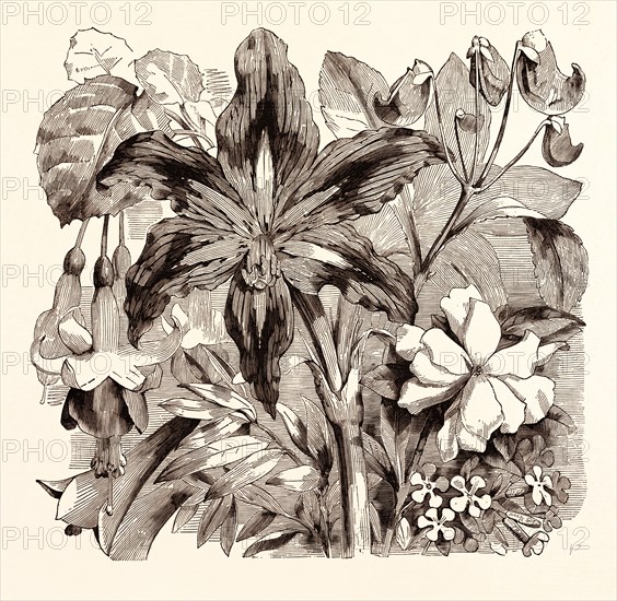 SEPTEMBER. Fuschia "Duchess of Lancaster". Philesia buxifolia. Amaryllis reticulata. Impatiens Jerdoniae. Gardenia radicans. Saponaria multiflora