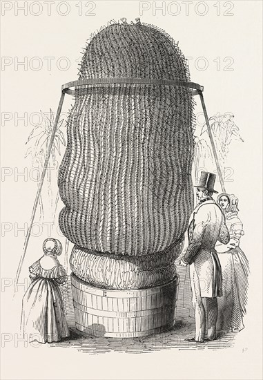 "MONSTER CACTUS," AT THE ROYAL BOTANIC GARDENS, KEW, LONDON, UK, 1846