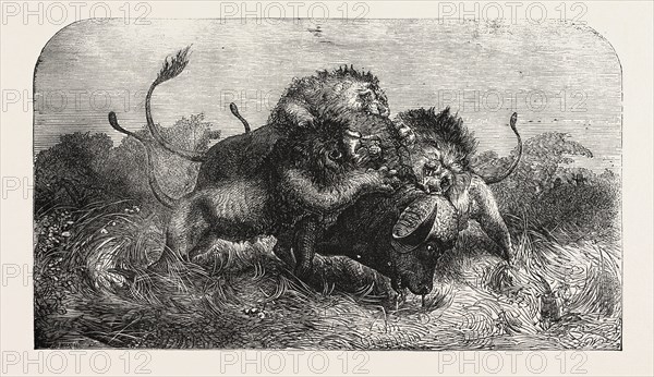 DR. LIVINGSTONE'S MISSIONARY TRAVELS AND RESEARCHERS IN SOUTH AFRICA: THREE LIONS ATTEMPTING TO DRAG DOWN A BUFFALO, AS SEEN BY MR. OSWELL AND MAJOR VARDON, 1857