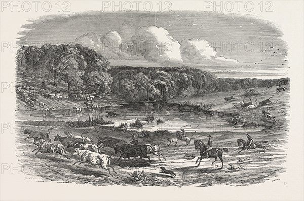 CATTLE MUSTERING IN AUSTRALIA, 1850