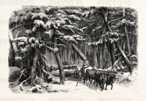 LUMBERING IN NEW BRUNSWICK, LUMBERMEN AT WORK IN THE FOREST