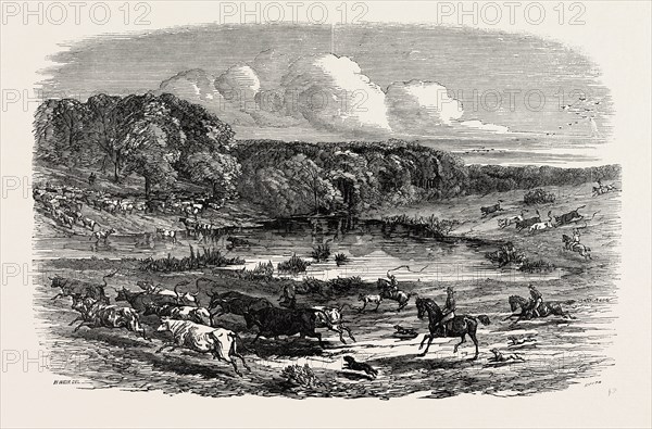 CATTLE MUSTERING IN AUSTRALIA, 1850