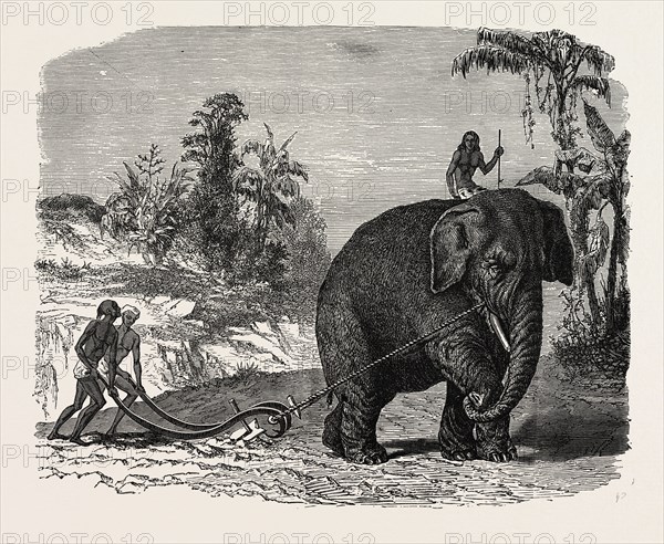 ELEPHANT PLOUGHING IN CEYLON, SRI LANKA