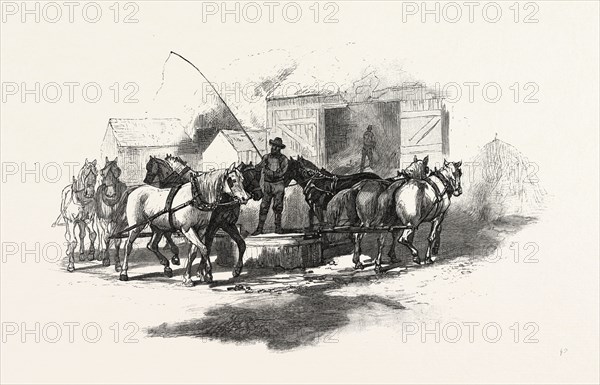 THRESHING BY HORSE POWER, CANADA, NINETEENTH CENTURY ENGRAVING