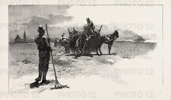 FRENCH CANADIAN LIFE, GATHERING MARSH HAY, CANADA, NINETEENTH CENTURY ENGRAVING